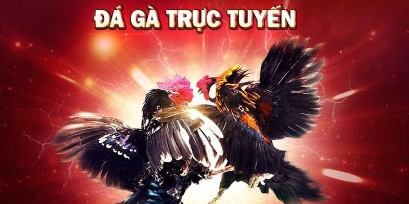 Giới thiệu tổng quan về Đá Gà KUBET11